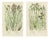 Anne Pratt, Sea Spleenwort and Green Spleenwort Ferns, 1873, Prints, Set of 2 For Sale