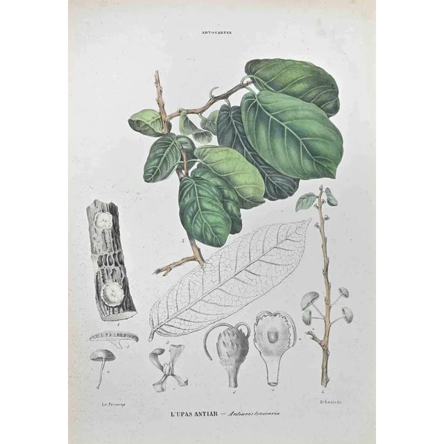 Lithograph hand watercolored. Belongs to the Series "Atlante di Botanica popolare ossia Illustrazione di Piante Notevoli...