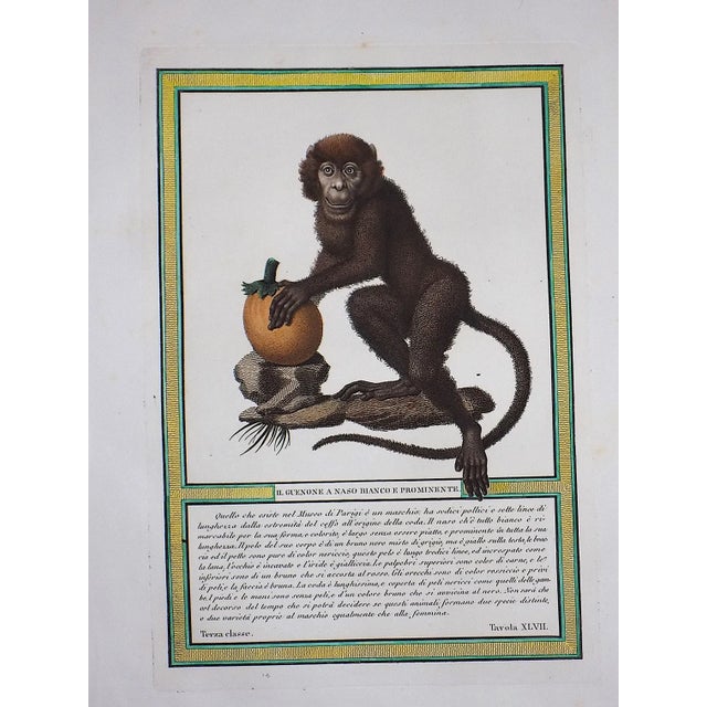Authentic Antique Italian 18th Century Hand Colored Copperplate Monkey Engravings - A Pair For Sale - Image 4 of 5