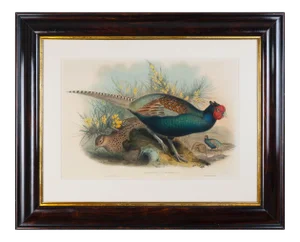 Mid 19th Century "Phasianus Versicolor, Vieill" Bird Engraving by John Gould, Framed