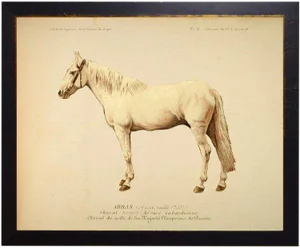 Wynona the Horse Bookplate 18x14