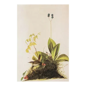 1966 Vintage Cottage Print "Wood Wren" After John James Audubon