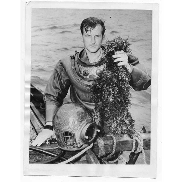 1943 of black and white photo of diver Luther Tipton with seaweed he has harvested from the sea floor for the United...