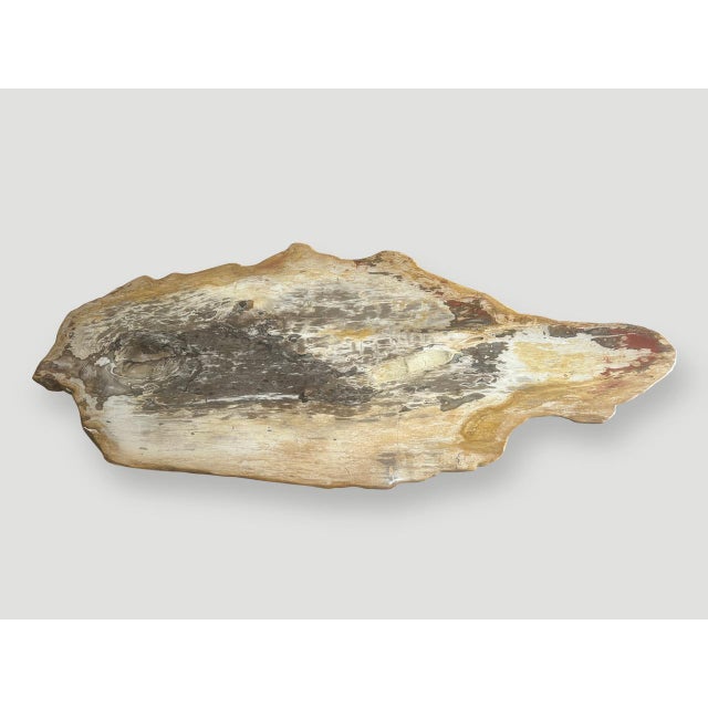 Brown Andrianna Shamaris Live Edge Petrified Wood Coffee Table with Organic Teak Base For Sale - Image 8 of 18