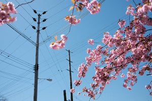 Abstract Minimalist 'Street View Cherry Blossoms', Large Fine Art Photography Print