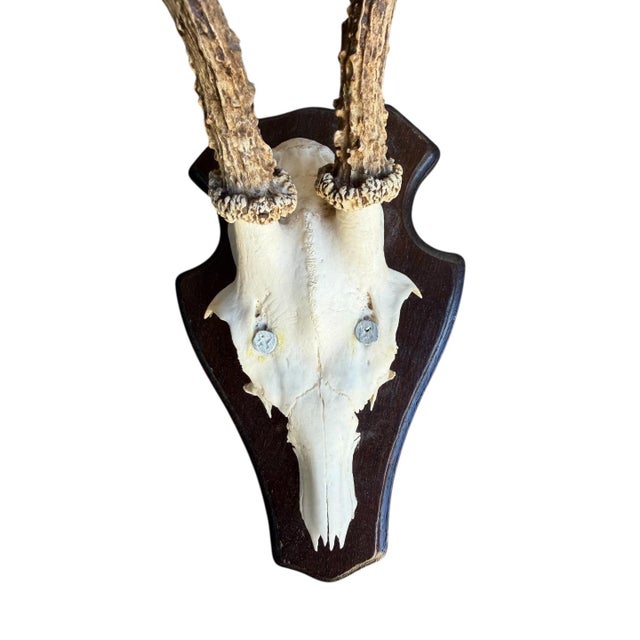 Cabin 1980s Roe Deer Trophy 20 Black Forset Antlers Mount For Sale - Image 3 of 5