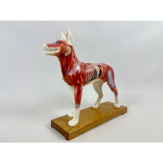 Vintage Vinyl Dog Acupuncture Model, 1970s, in Flawless conditions. Designed 1890 to 1919