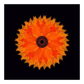 The Fallen 6, Photograph, Autumn Leaves, 2013 For Sale