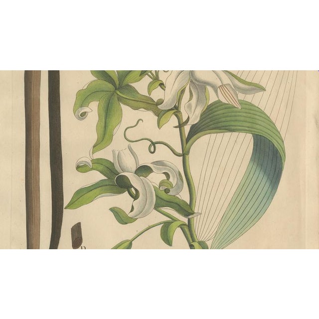 Vanilla Aromatica, 1800s, Paper For Sale - Image 4 of 10