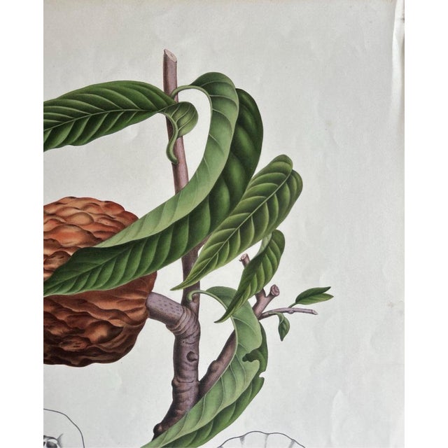 Annona Reticulata Custard Apple, 1864, Paper For Sale - Image 6 of 10