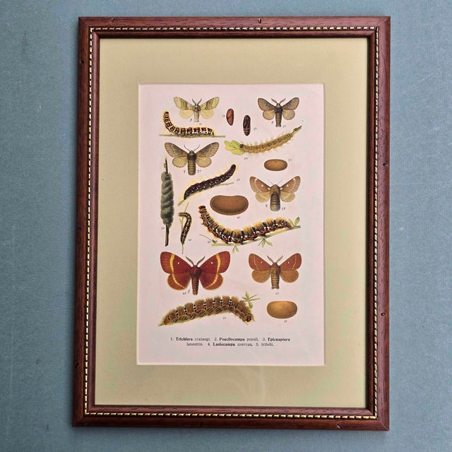 Karl Eckstein, Lepidoptera, 1915, Lithographs, Framed, Set of 3 For Sale - Image 12 of 18