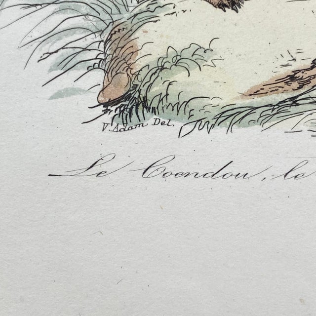 French Antique 18th Century "Le Porc Epic" Porcipine Animal Engraving Hand Colored Signed Artwork For Sale In Portland, ME - Image 6 of 12