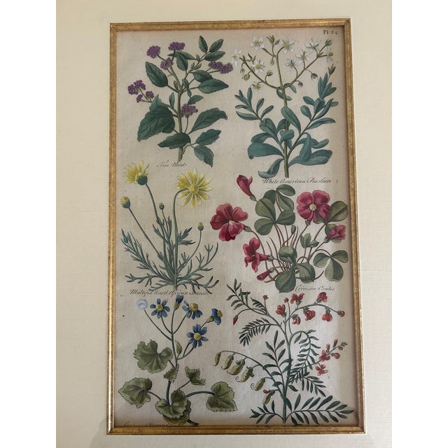 18th Century Botanical Print, Ca 1757, John Hill, Framed - Set of 2 For Sale - Image 4 of 8