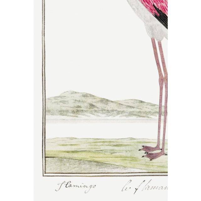 Not Yet Made - Made To Order Greater Flamingo by Robert Jacob Gordon, Vintage Art Print Reproduction, 24" × 36" For Sale - Image 5 of 7