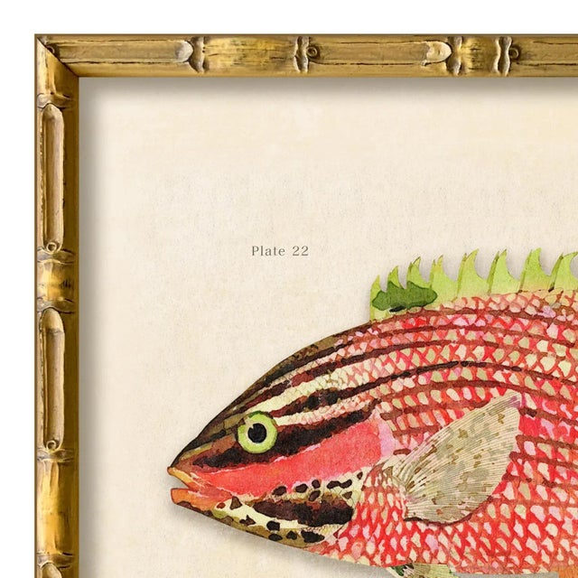 Various Artists Contemporary Reproduction of Vintage Fish (2) Art Print, Framed For Sale - Image 4 of 5