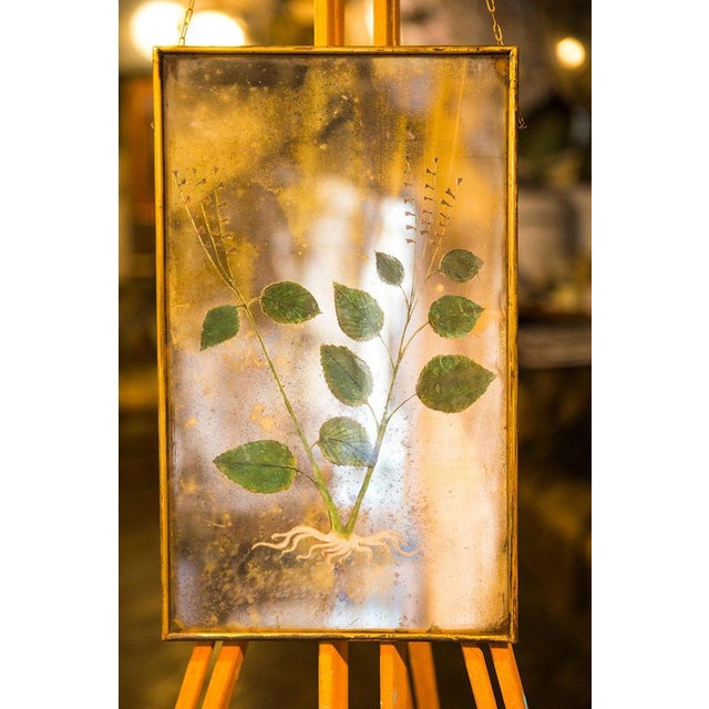 Table part of an entire collection of 500 elements of recovery from ancient herbarium. Silver mirror with completely...