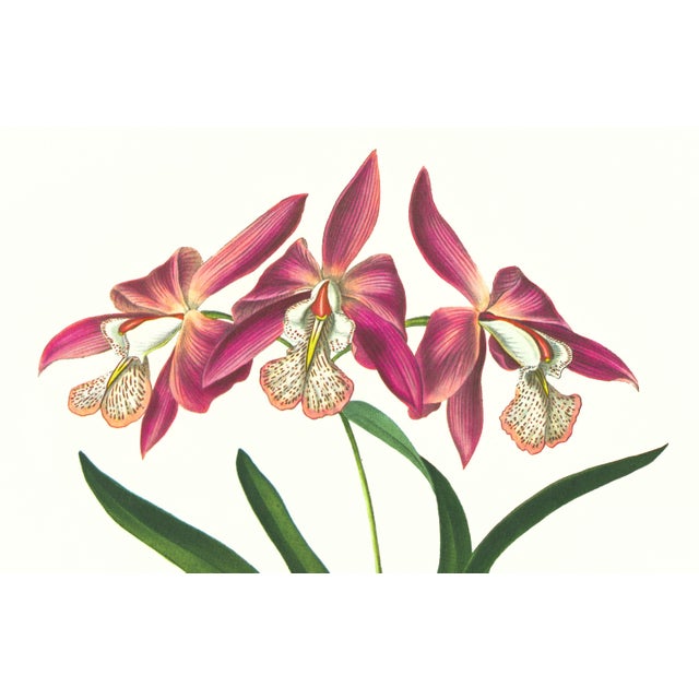Limited edition reproduction print of one of the most famous botanical works ever produced, "The Orchidaceae of Mexico and...