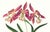 Limited edition reproduction print of one of the most famous botanical works ever produced, "The Orchidaceae of Mexico and...