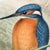 An original hand-colored lithograph of the common kingfisher from John Gould’s The Birds of Great Britain, published...