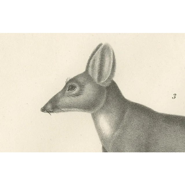 C.C. G. Zool., Marsupials Showing the Potoroo and Kangaroo Rat, 1836, Lithograph For Sale - Image 3 of 10
