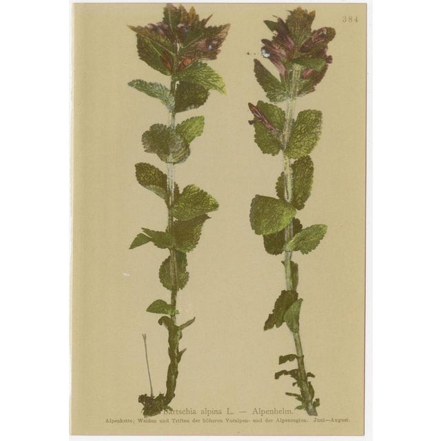 After Anton Hartinger, Alpine Foxglove & Wildflowers Small Seizded Botanical Plates, 1897, Prints, Set of 8 For Sale - Image 9 of 12