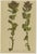 After Anton Hartinger, Alpine Foxglove & Wildflowers Small Seizded Botanical Plates, 1897, Prints, Set of 8 For Sale - Image 9 of 12