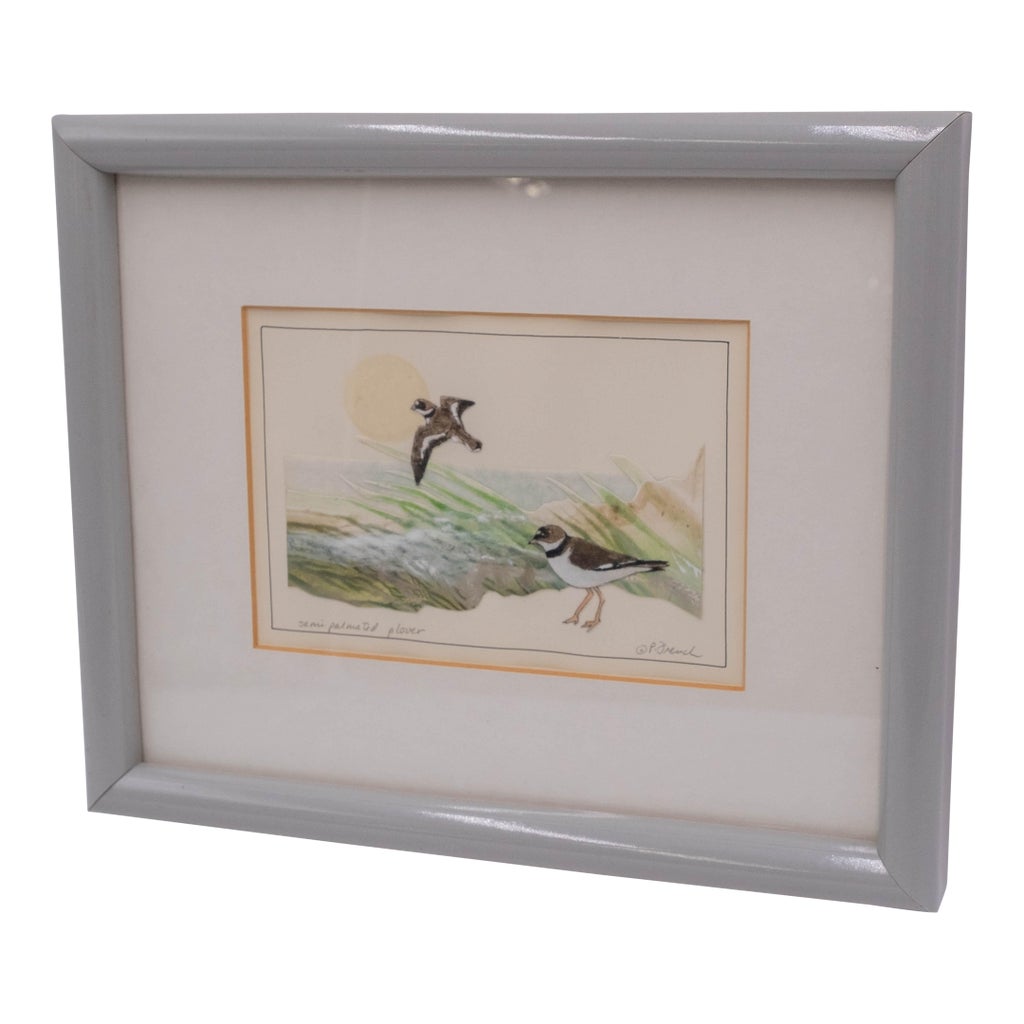 semipalmated-plover-sea-bird-