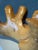 Aba Carrasquer, Sculpture, Wood For Sale - Image 6 of 13