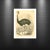 Illustration Antique Ostrich Archival Print For Sale - Image 3 of 4