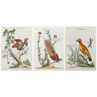 Birds of Paradise from Seligmann's Birds Collection, 1800s, Print For Sale