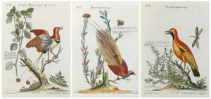 Birds of Paradise from Seligmann's Birds Collection, 1800s, Print