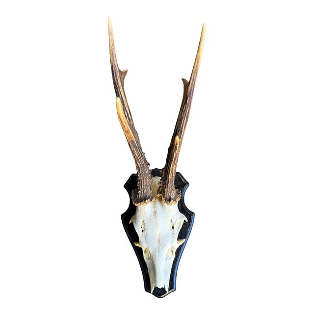 Roe Deer Trophy Rd43 Black Forest Antlers Jawbone on Back For Sale