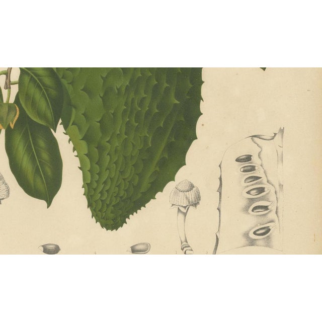 Paper Hoola van Nooten, Soursop Botanical, 1880, Chromolithograph For Sale - Image 7 of 9