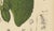 Paper Hoola van Nooten, Soursop Botanical, 1880, Chromolithograph For Sale - Image 7 of 9
