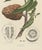 Annona Reticulata Custard Apple, 1864, Paper For Sale - Image 4 of 10