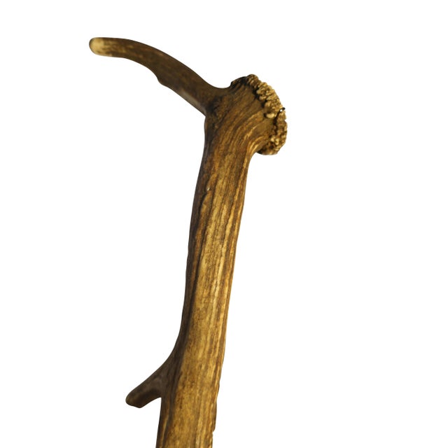 European Collection of Elk and Moose Antlers - Set of 9 For Sale - Image 9 of 18