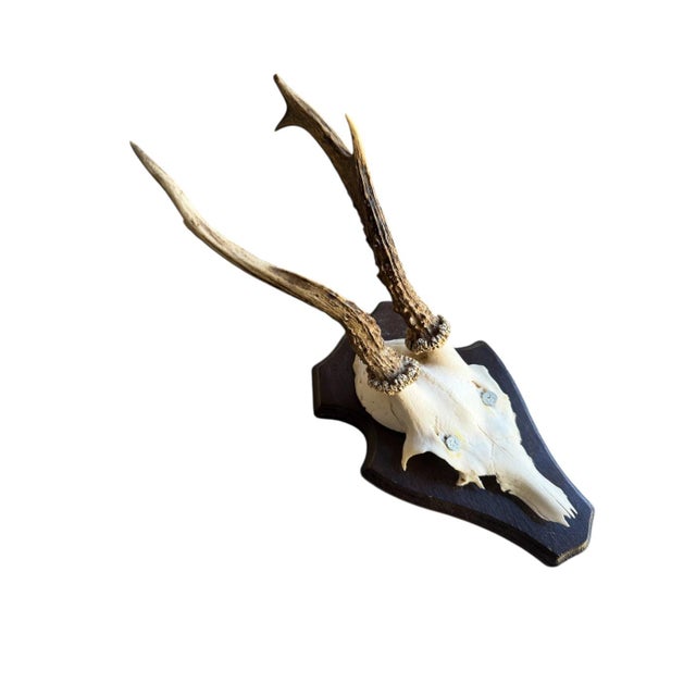 Roe Deer Trophy mounted on a wood plaque