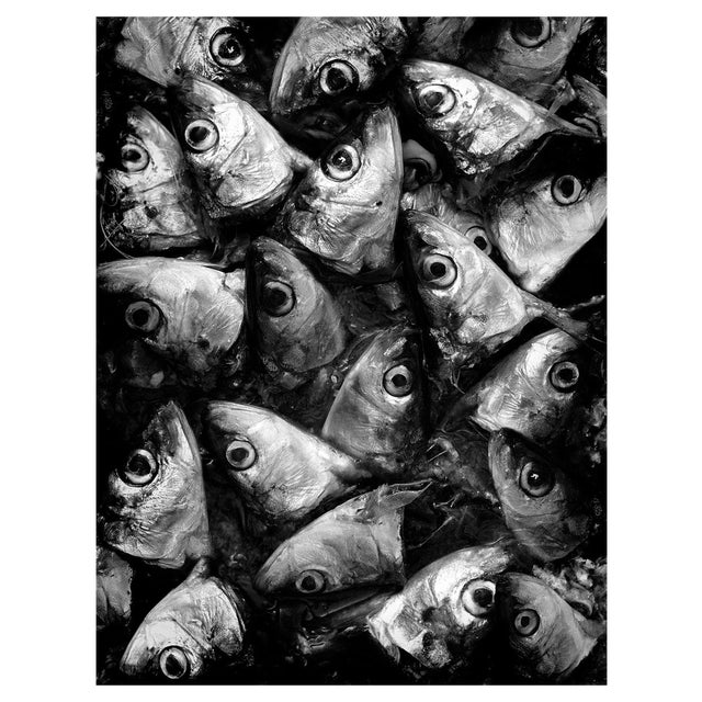 Ian Sanderson, Sardines, Photographic Fine Art Print, 1993 For Sale