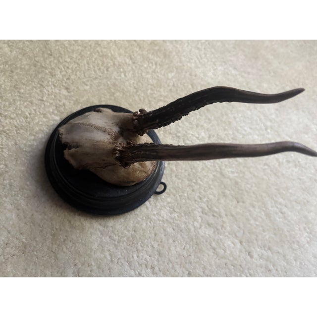 Mounted Roe Buck Antlers, Set of Five For Sale - Image 9 of 16