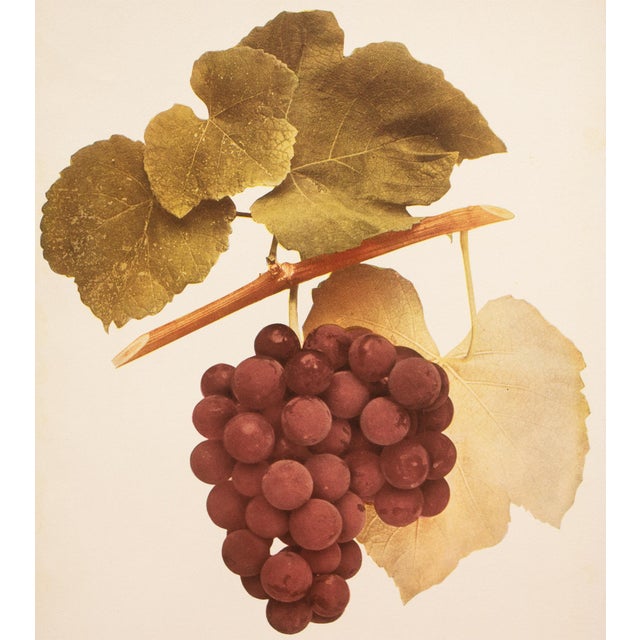 1900s U. P. Hedrick, Original Antique Photogravure of Massasoit Grapes For Sale - Image 4 of 7