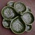 Vintage 8 Section Subtil of Portugal Cabbage Textured Majolica Serving Platter For Sale In Baltimore - Image 6 of 9