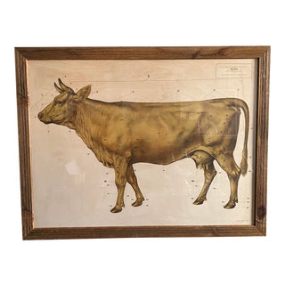 Mid 20th Century "Das Rind" German Cow Print, Framed For Sale