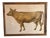 Mid 20th Century "Das Rind" German Cow Print, Framed For Sale