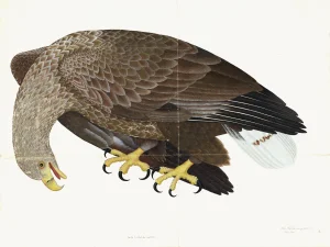 White-Tailed Eagle Plate 06 by Olof Rudbeck (Cfa-Wd)