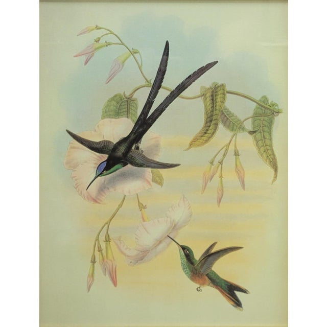 A beautifully coordinated pair of ornithological prints depicting exotic hummingbirds in vibrant tropical flora, after the...