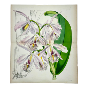 Cattleya Orchid Print by Curtis, 1856