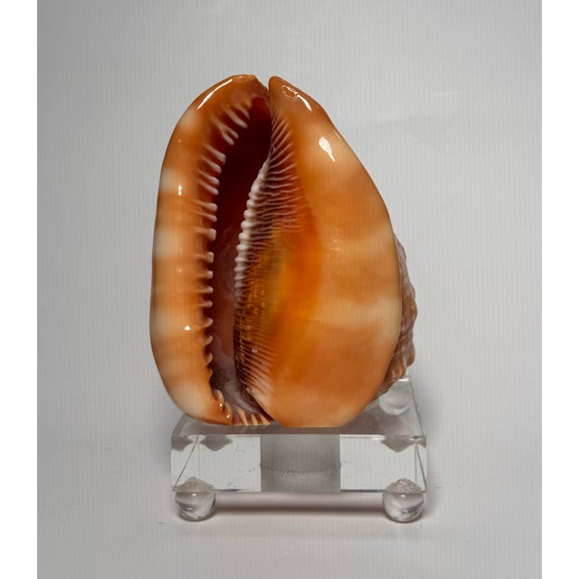 Vintage Coastal Red Helmet Shell With Lucite Stand, Peach, Apricot & Cream For Sale - Image 4 of 11