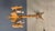 Brown Rustic Oak and Murano Glass Floor Lamp, 1960s For Sale - Image 8 of 14