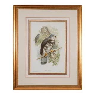 Honey Buzzard Bird: A Framed Original 19th C. Hand-Colored Lithograph by Gould, 1862-1873 For Sale