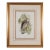Honey Buzzard Bird: A Framed Original 19th C. Hand-Colored Lithograph by Gould, 1862-1873 For Sale